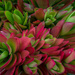 Succulent by seacreature