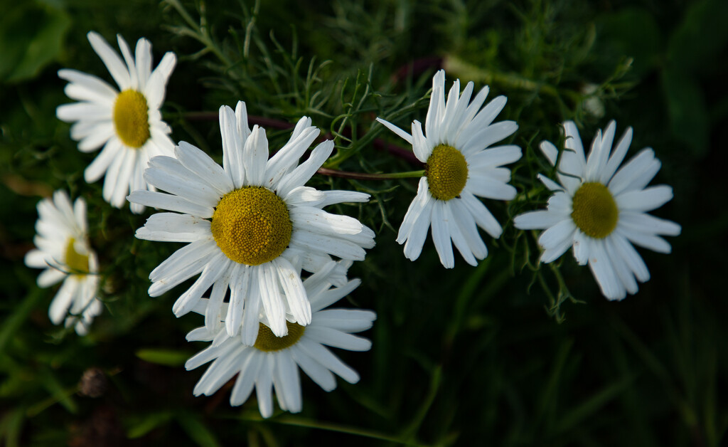 False Mayweed by lifeat60degrees