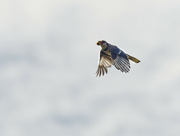 24th Sep 2022 - blue jay flying with an acorn 