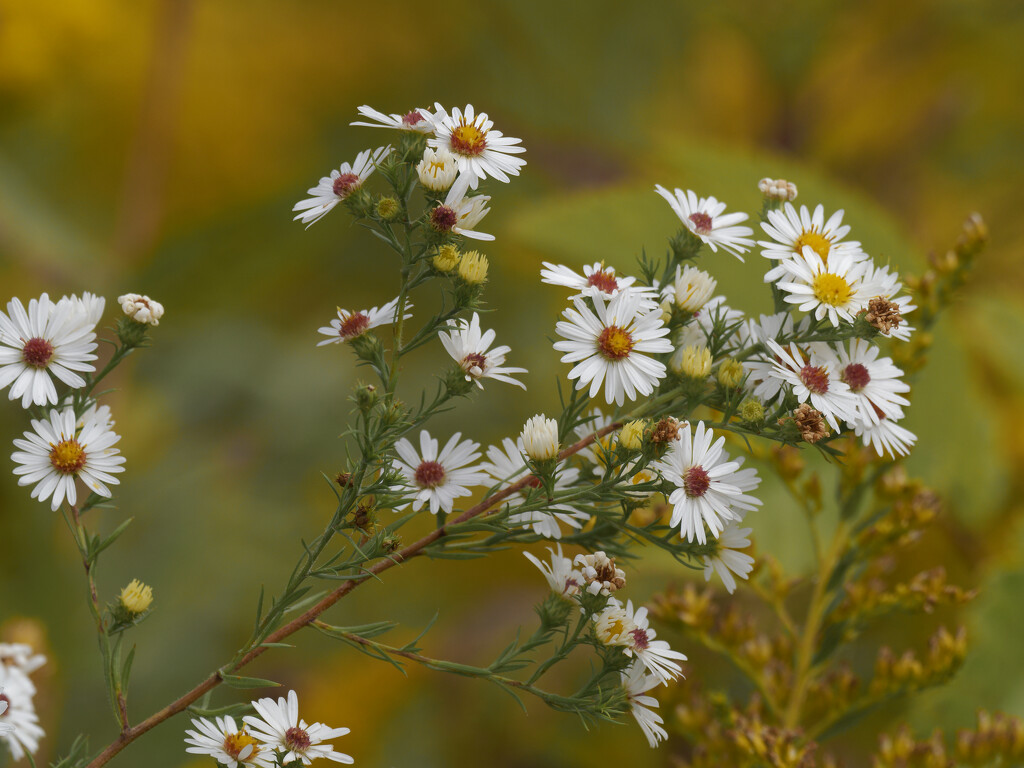 hairy white oldfield aster by rminer