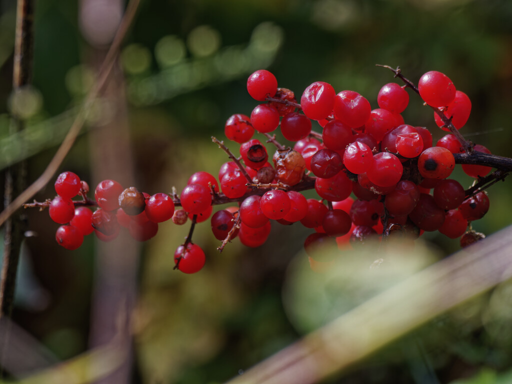 red berried elder by rminer