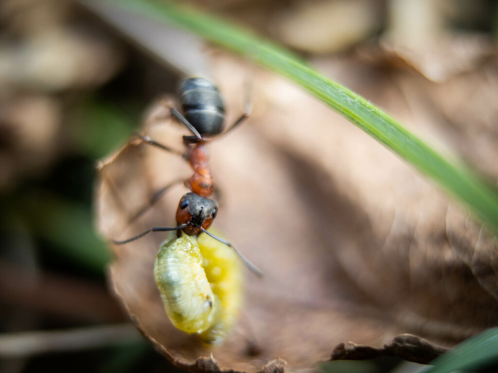 Ant pulling a caterpillar by haskar