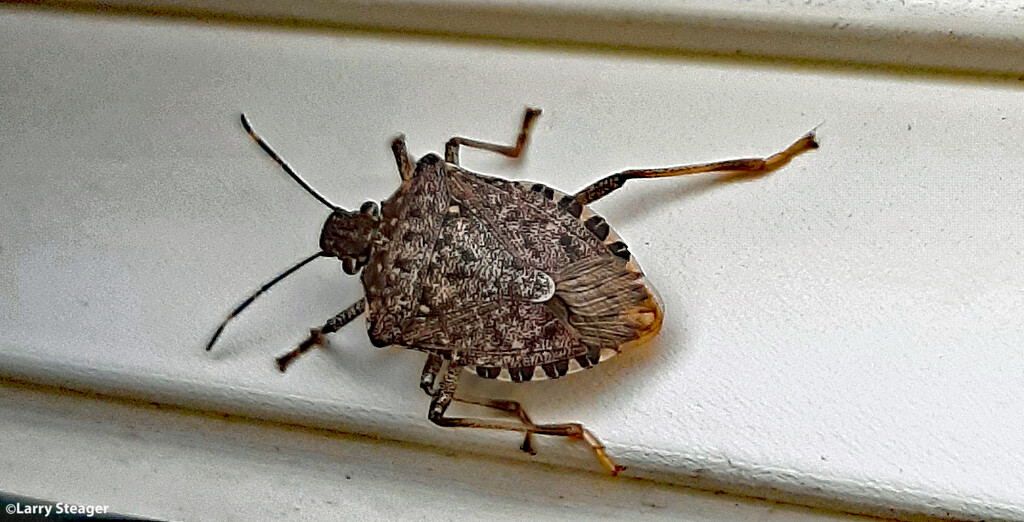 Boxelder bug aka Stink bug by larrysphotos