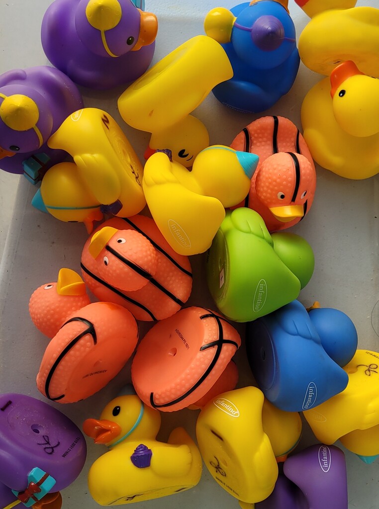 Rainbow of ducks by scoobylou