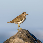 23rd Sep 2022 - Spotted Sandpiper