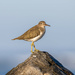 Spotted Sandpiper by nicoleweg