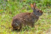 24th Sep 2022 - Bunny Rabbit!