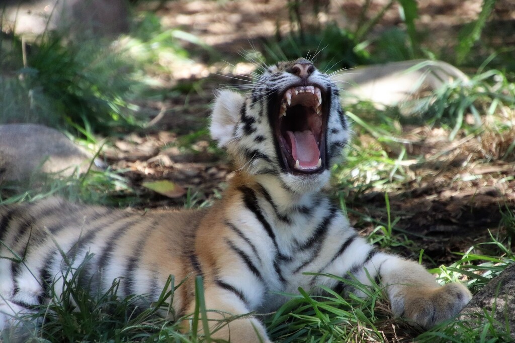 Big Yawn Or A Roar? by randy23