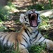 Big Yawn Or A Roar?