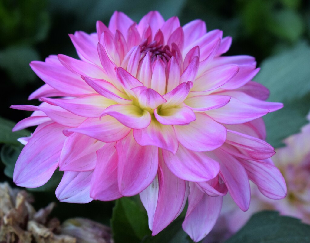 Pink variation Dahlia by sandlily