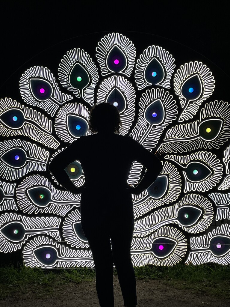 Peacock  by lisaconrad
