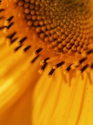 24th Sep 2022 - sunflower
