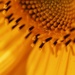sunflower by edorreandresen