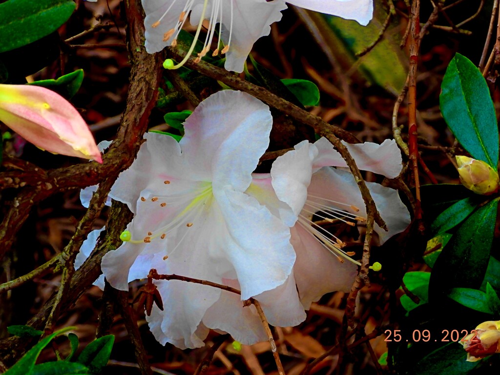 A new rhododendron... by maggiemae