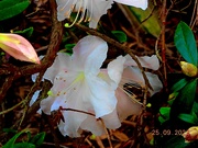 25th Sep 2022 - A new rhododendron...