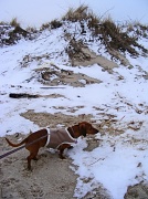 29th Jan 2011 - Dune Doggie