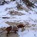 Dune Doggie by lauriehiggins