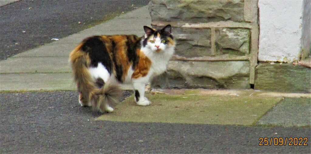 A tri colour neighbourhood cat. by grace55