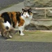 A tri colour neighbourhood cat.