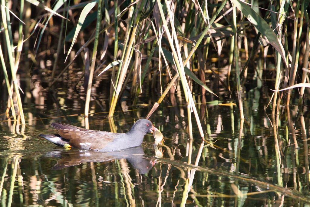 Moorhen caught a fish by okvalle