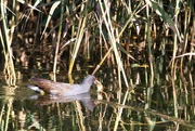 25th Sep 2022 - Moorhen caught a fish