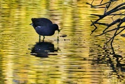 25th Sep 2022 - Moorhen in a lake in Drammen