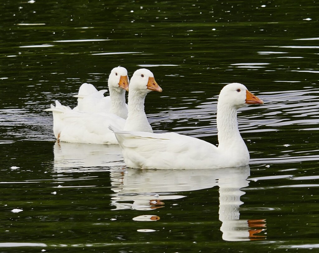 Three White Geese by tonygig