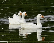 24th Sep 2022 - Three White Geese