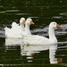 Three White Geese by tonygig