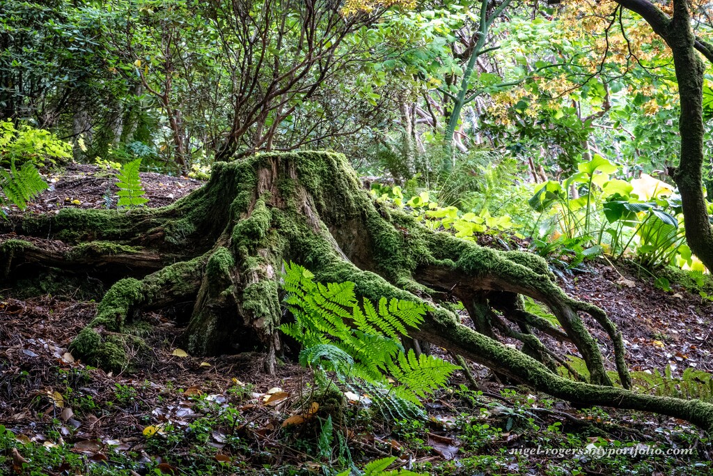 The Tree Root by nigelrogers