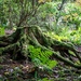 The Tree Root