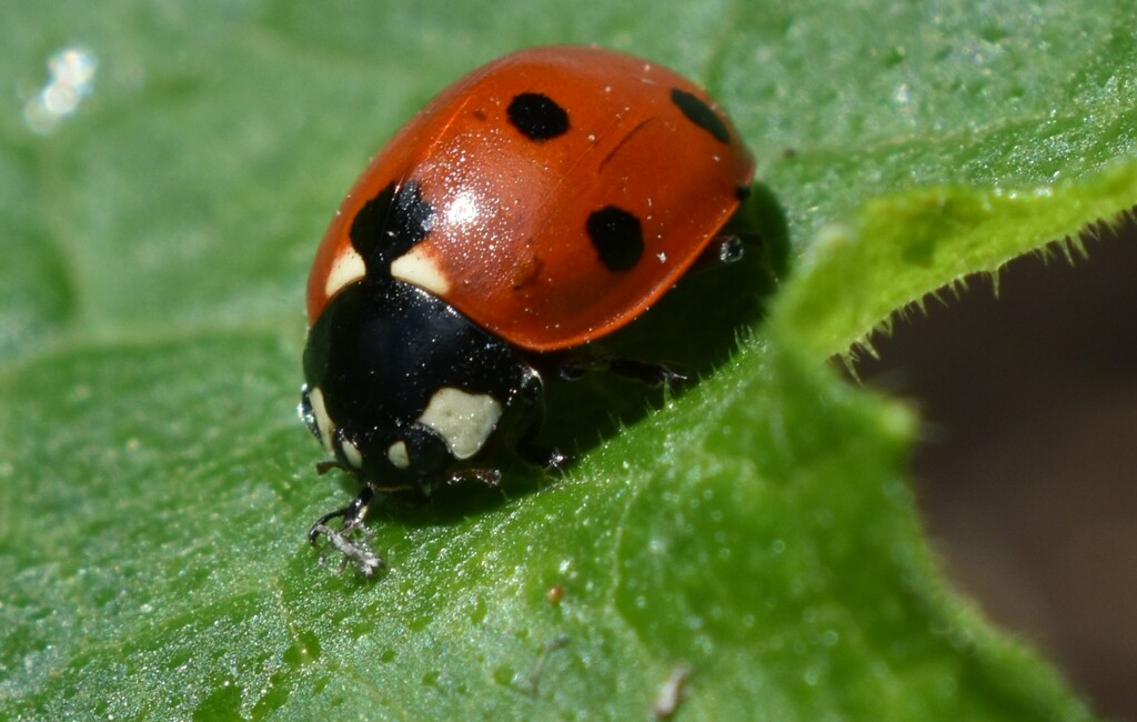 Ladybird happily sitting on my courgette leaf by anitaw