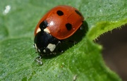 25th Sep 2022 - Ladybird happily sitting on my courgette leaf