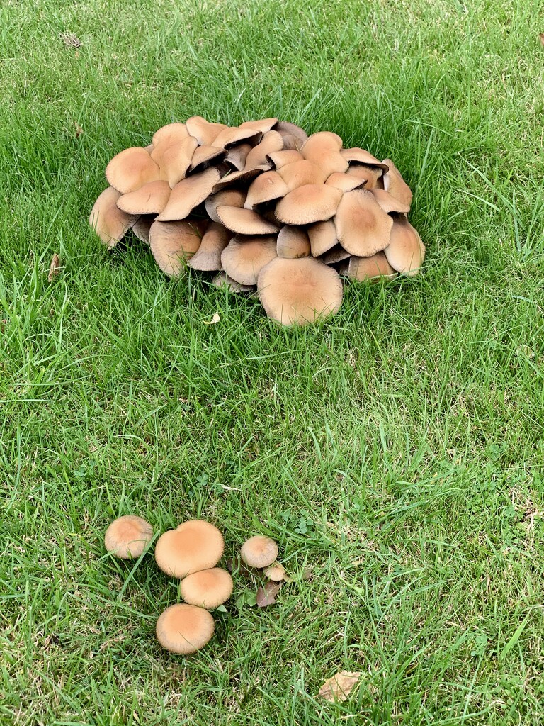 Fungi on lawn by philm666
