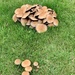 Fungi on lawn