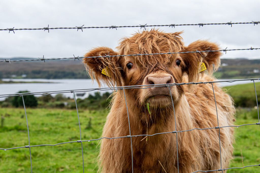 A Coos Cow by kwind