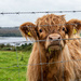 A Coos Cow