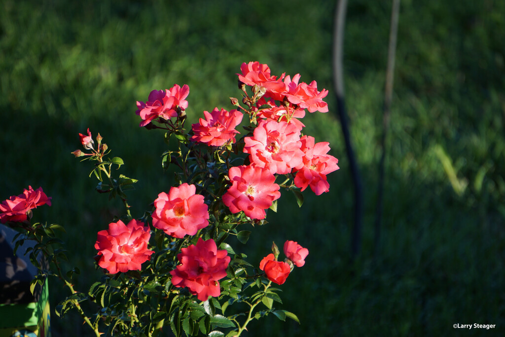 Early morning light on roses by larrysphotos