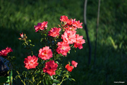 25th Sep 2022 - Early morning light on roses