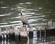25th Sep 2022 - Double-crested Cormorant
