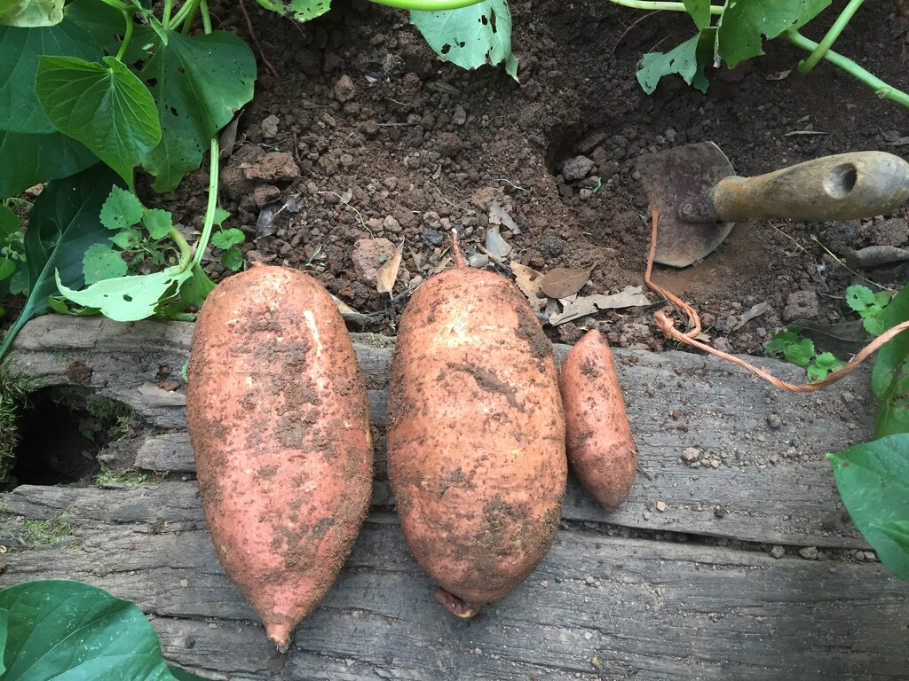 Sweet potatoes! by margonaut