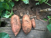 14th Sep 2022 - Sweet potatoes!
