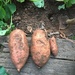 Sweet potatoes! by margonaut