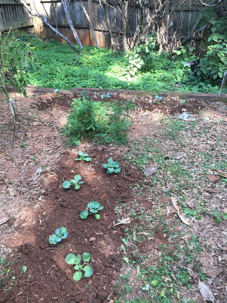 Planted broccoli and brussels sprouts by margonaut