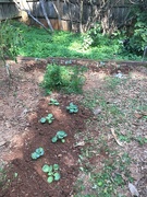 18th Sep 2022 - Planted broccoli and brussels sprouts