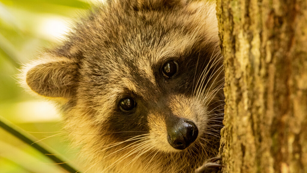 Rocky Raccoon Up Close! by rickster549