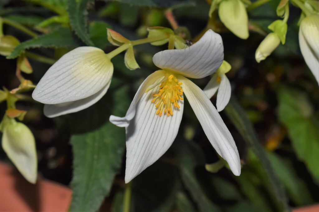 White Begonia by sandlily