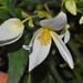 White Begonia by sandlily