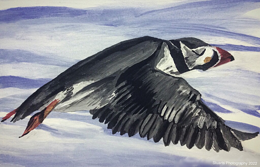 The Puffin painting  by stuart46