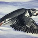 The Puffin painting 